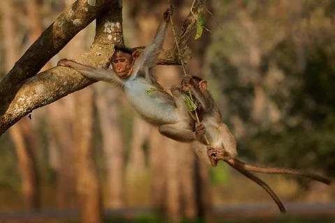 Bonnet macaque - Macaca radiata also zati, monkey endemic to southern India.. Stock Photos