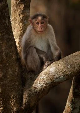 Bonnet macaque - Macaca radiata also zati, monkey endemic to southern India.. Stock Photos