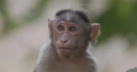 Bonnet Macaque monkey expressive portrait Stock Footage 339070360