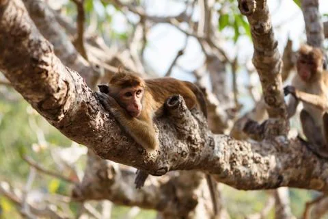 Bonnet Macaque monkey lying on tree, Sri Lanka Stock Photos