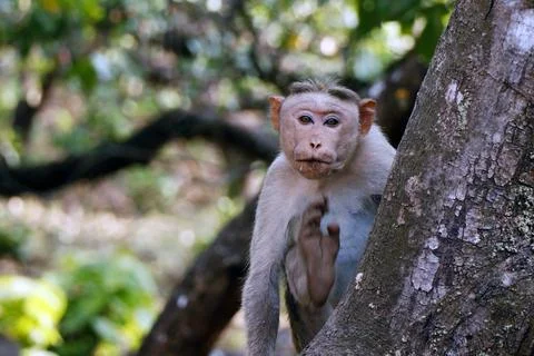 Bonnet macaque monkey (Macaca radiata), also known as zati, is a species of.. Stock-Fotos