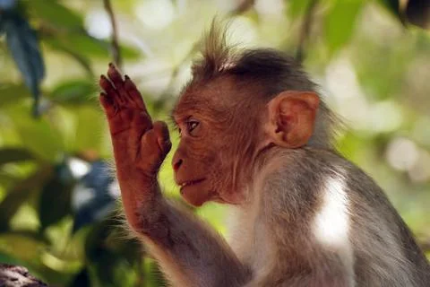 Bonnet macaque monkey (Macaca radiata) raising hand in close up Stock Photos