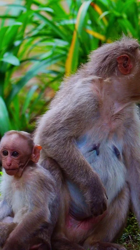 Bonnet Macaque Monkey Mother And Infant Baby In Ooty, India 動画素材 337827424
