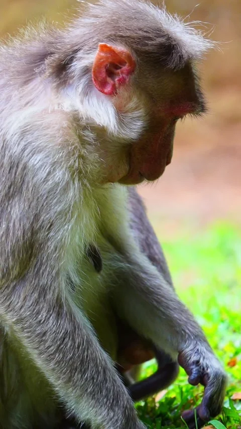 Bonnet Macaque Monkey Mother And Infant Baby In Ooty, India 動画素材 337827500