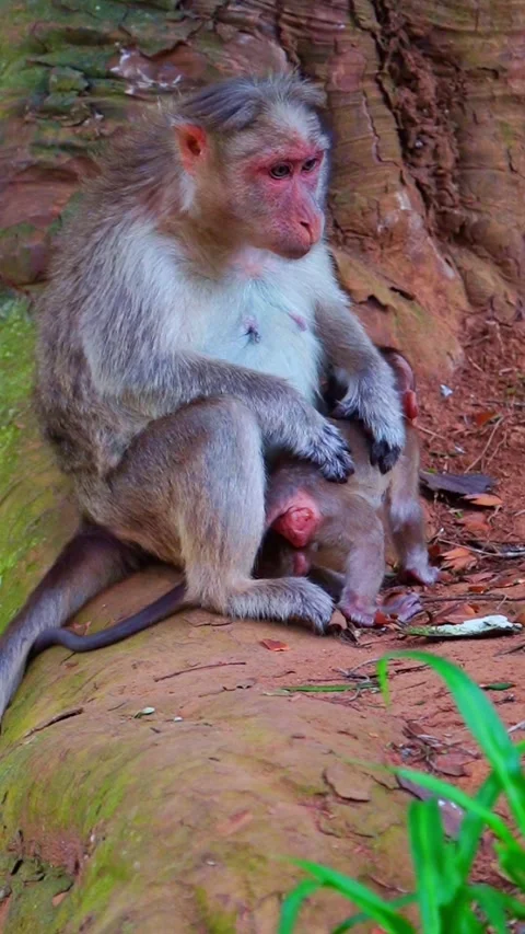 Bonnet Macaque Monkey Mother And Infant Baby In Ooty, India 動画素材 337827666