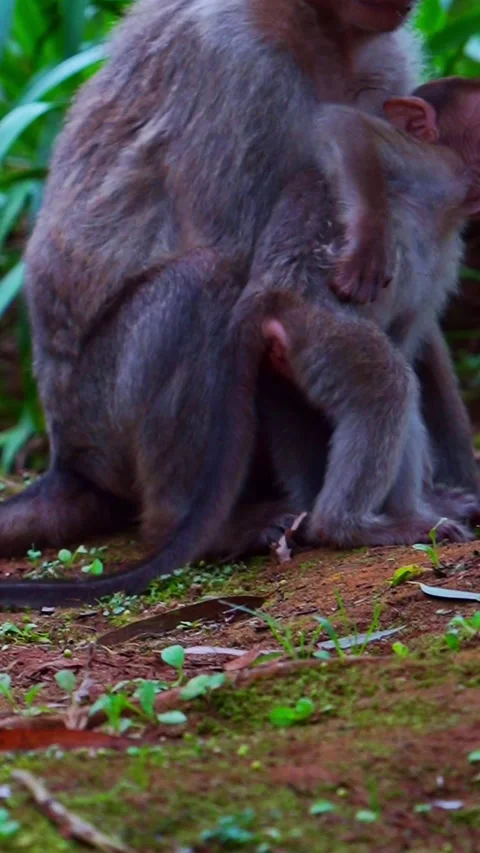 Bonnet Macaque Monkey Mother And Infant Baby In Ooty, India 動画素材 337827730