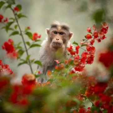 Bonnet Macaque monkey sitting in red flowered branches Stock Photos