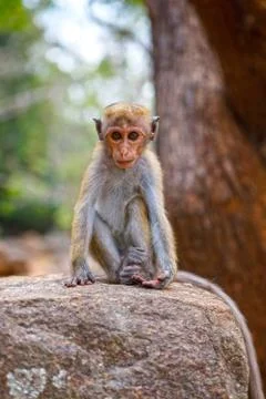 Bonnet Macaque monkey sitting on stone, Sri Lanka Stock Photos