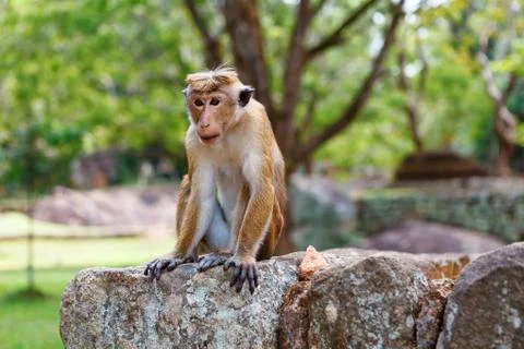 Bonnet Macaque monkey sitting on stone, Sri Lanka Stock Photos