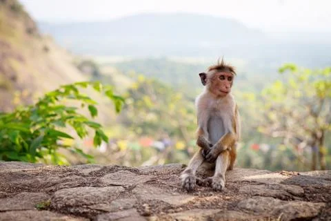 Bonnet Macaque monkey sitting on stone, Sri Lanka Stock Photos
