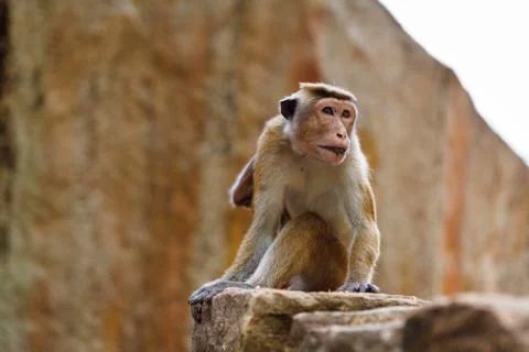 Bonnet Macaque monkey sitting on stone, Sri Lanka Stock Photos
