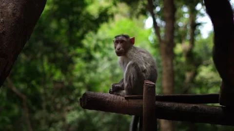 A Bonnet Macaque monkey, sitting on tree. Indian wild monkey Stock Footage 284905133