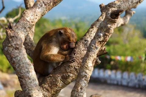 Bonnet Macaque monkey sleeping on tree, Sri Lanka Stock Photos
