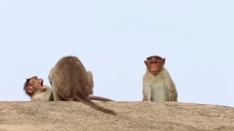 Bonnet macaque monkeys fighting with furious, funny expressions and actions Stock Footage 144420060