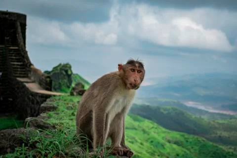 Bonnet Macaque type of monkey enjoying the weather Stock Photos