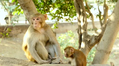 Bonnet macaques monkeys sit together curiously looking around and eating Stock Footage 52082650