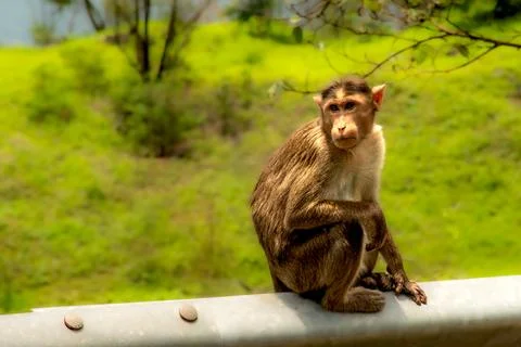 Bonnet Monkey Macaca radiata Foto stock