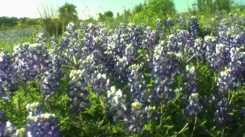 Bonnet pan with butterflies Stock Footage 270993565