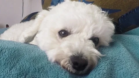 Bonni 動画素材 132190532