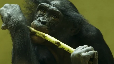 Bonobo chewing on a stick Video stock 117093544