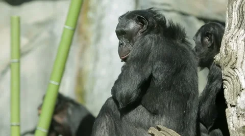 Bonobo chimpanzee apes Stock Footage