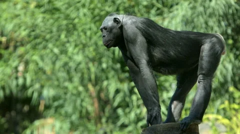 A bonobo chimpanzee on guard Stock Footage 45895706