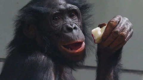 Bonobo eating Stock Footage 108945654