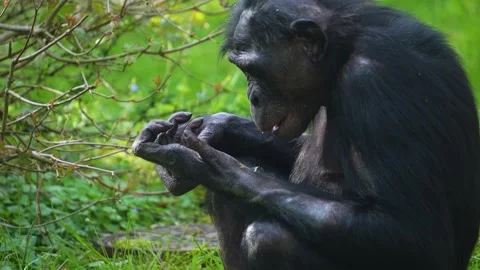 A Bonobo eating Stock Footage 275551194