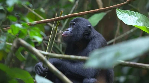 Bonobo eating in the forest Stock Footage 119293589