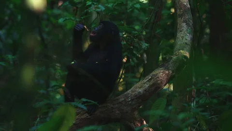 Bonobo eating fruit Stock Footage 119298044