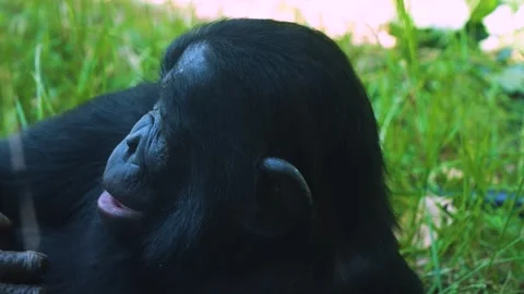 Bonobo face Stock Footage 244343883
