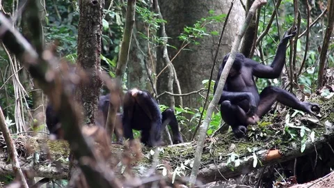 Bonobo group walking on a log in the rainforest Stock Footage