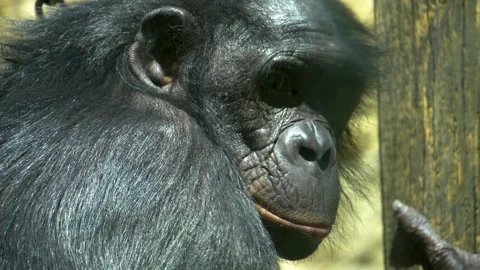 Bonobo looking around Stock Footage 251741213
