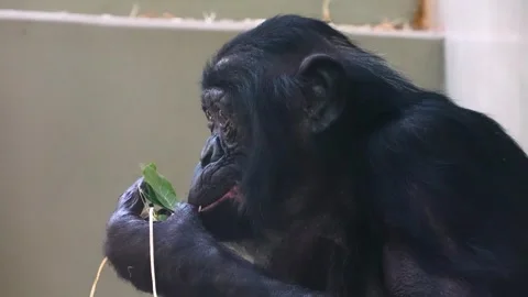 Bonobo looking around Stock Footage 251741337