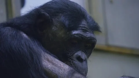 A Bonobo looking Stock Footage 258074942