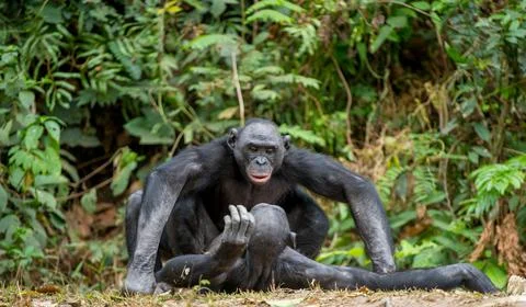 Bonobo mating. Stock Photos