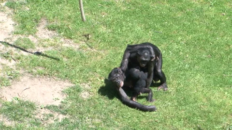 Bonobo mating sex Stock Footage 57982400