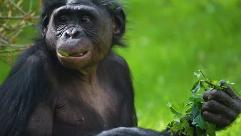 Bonobo monkey eating Stock Footage 275535166