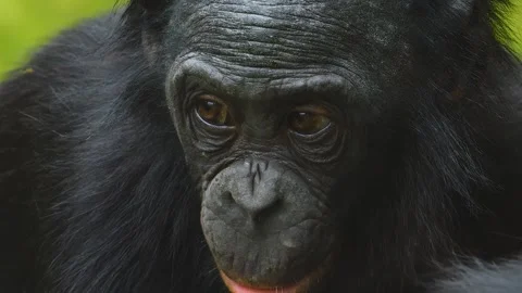 Bonobo monkey eating grass Stock Footage 252747521