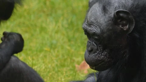 Bonobo monkey eating grass Stock Footage 252747740