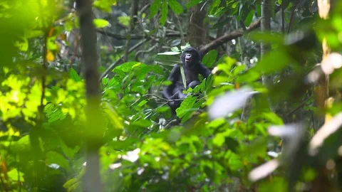 Bonobo relaxing in a tree Stock Footage 119342529