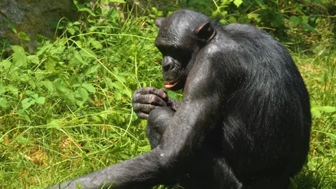 Bonobo sitting on a meadow Stock Footage 256182734