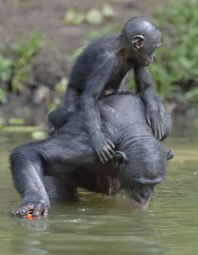 Bonobo standing on her legs in water with a cub on a back and drinks water. Stock Photos