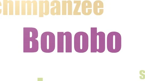 Bonobo Tag Cloud Animated Isolated On White Stock Footage 103559179