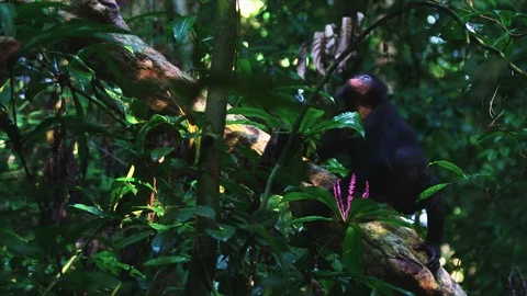 Bonobo in tree looking up towards canopy Stock Footage 119297132