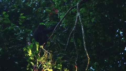 Bonobo in tree at night, climbs up branches and another bonobo follows Stock Footage 119297176