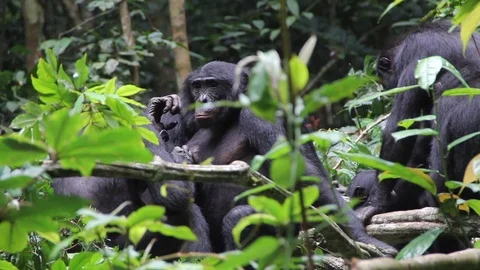 Bonobos groom Video stock 99602072