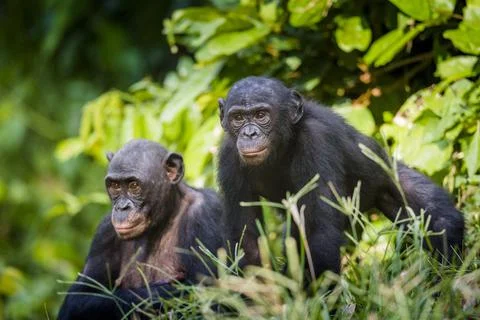 Bonobos in natural habitat. Green natural background. The Bonobo ( Pan panisc Stock Photos