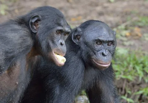 The bonobos ( Pan paniscus) Stock Photos