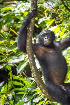 Bonobos (Pan Paniscus) on a tree branch. Green natural jungle background. Stock Photos